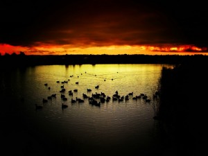 Ducks at Sunset Ducks at Sunset