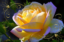 2 Tone Rose