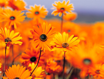 Orange Flowers