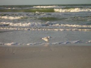 seagull on water edge