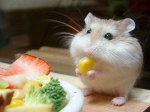 eat healthy foods eat healthy foods