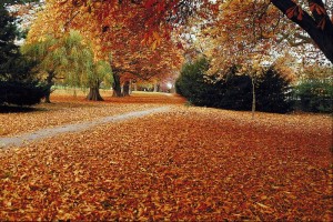 Autumn