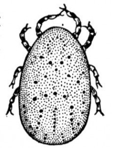 Tick