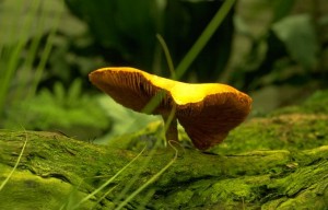 mushroom