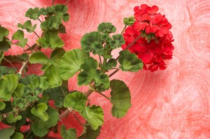 geranium
