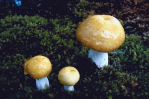 mushrooms