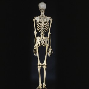 skeleton