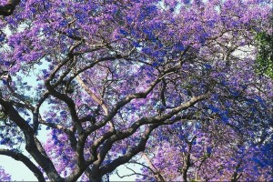 flowering tree
