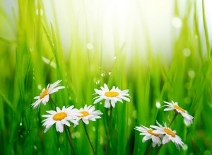 spring