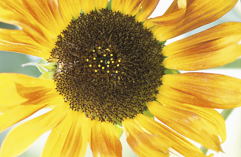 AgeEsteem » Sunflower Seeds For Healthy Aging